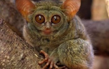 Tarsier Spectrum