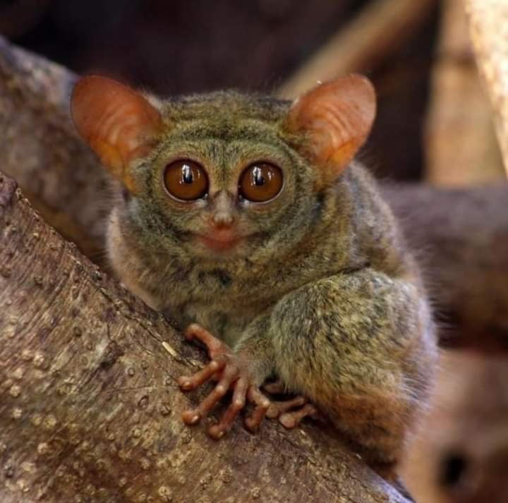 Tarsier Spectrum