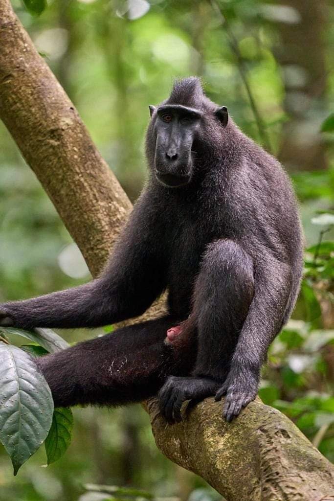 Macaques Nigra