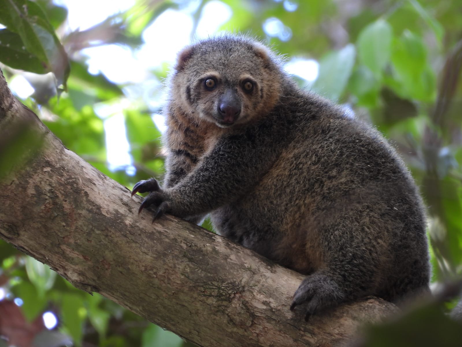 Tangkoko-Tomohon Birding Tour