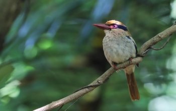 Sulawesi Lilac Kingfisher