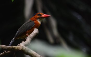 Green Backed - Kingfisher