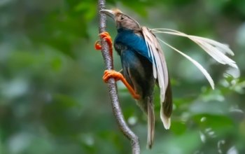 Standardwing Bird Of Paradise