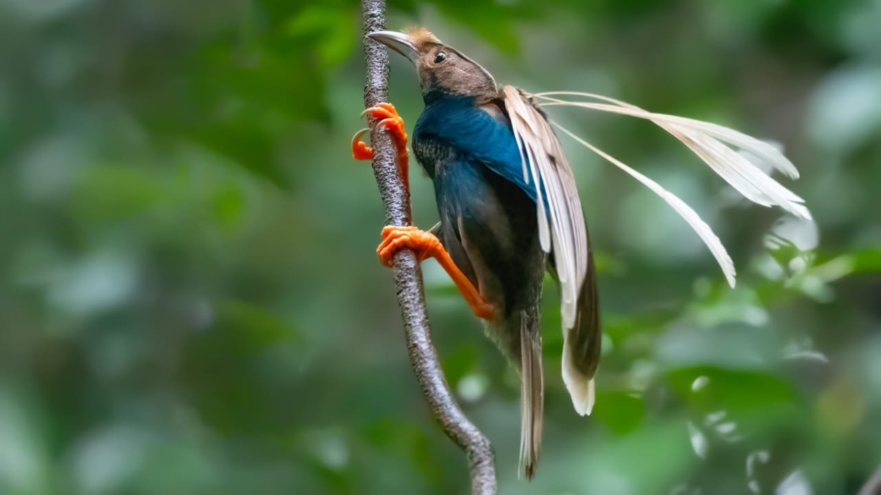 Standardwing Bird Of Paradise