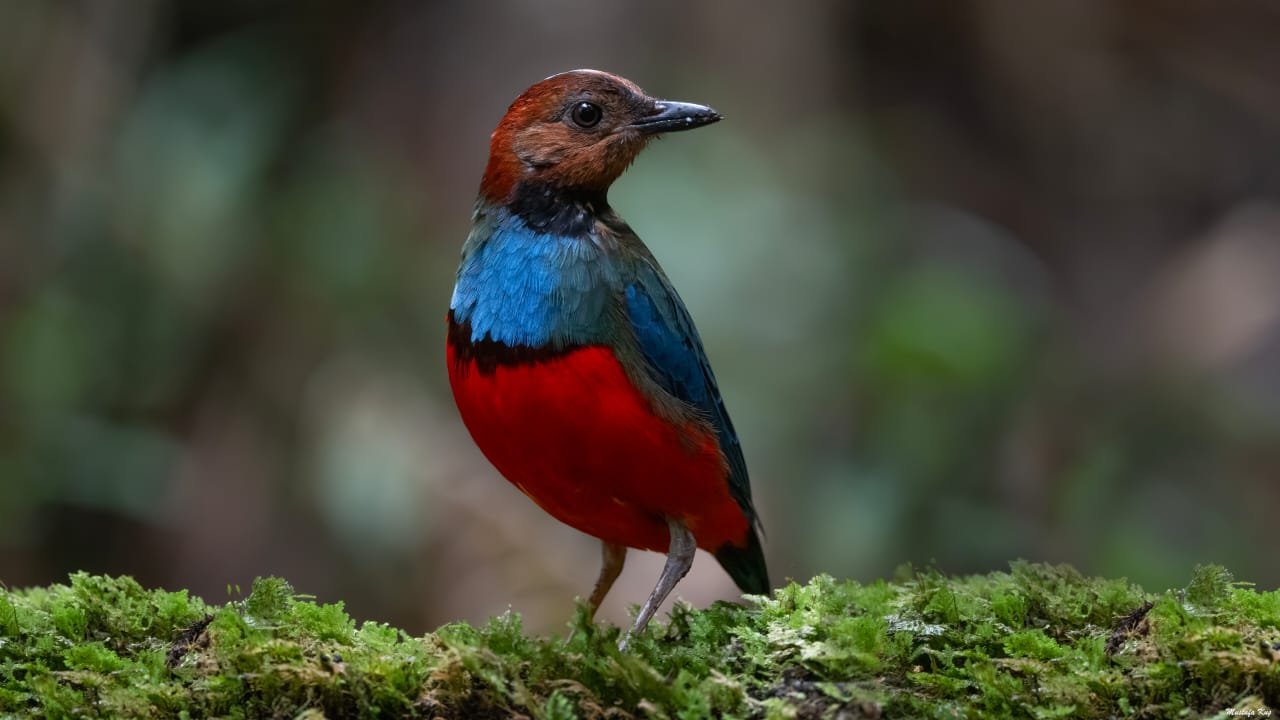 Sulawesi Pitta