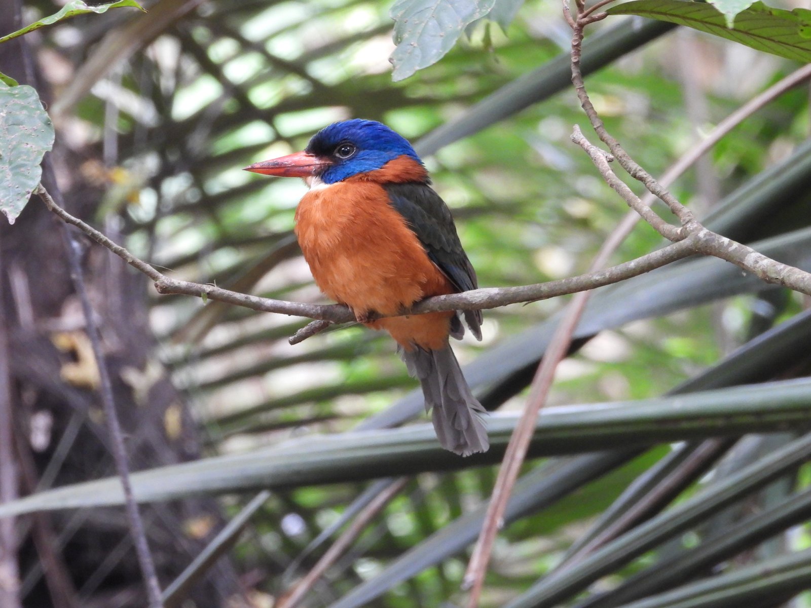 Green Backed - Kingfisher