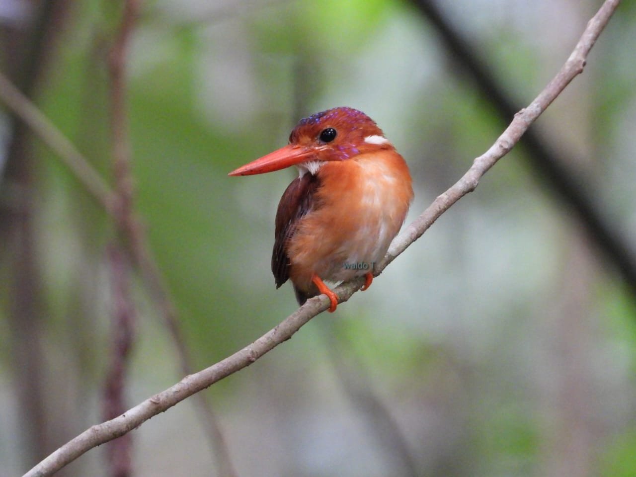 Tangkoko Nature Reserve Birding