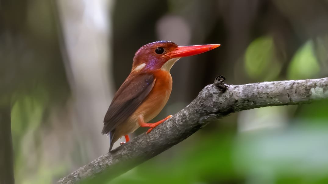 North Sulawesi and Halmahera Birding Tour